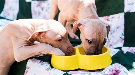 American Staffordshire Terrier Breed Overview, Facts & Care - Canine ...