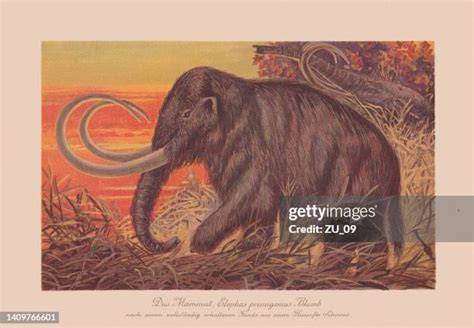 573 Woolly Mammoth Stock Photos, High-Res Pictures, and Images - Getty ...