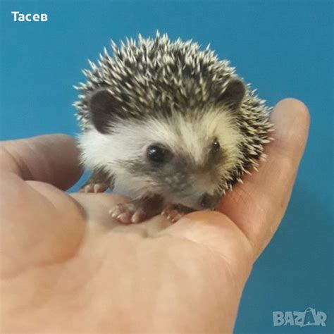 Африканско мини таралежче в Таралеж в гр. София - ID36684444 — Bazar.bg