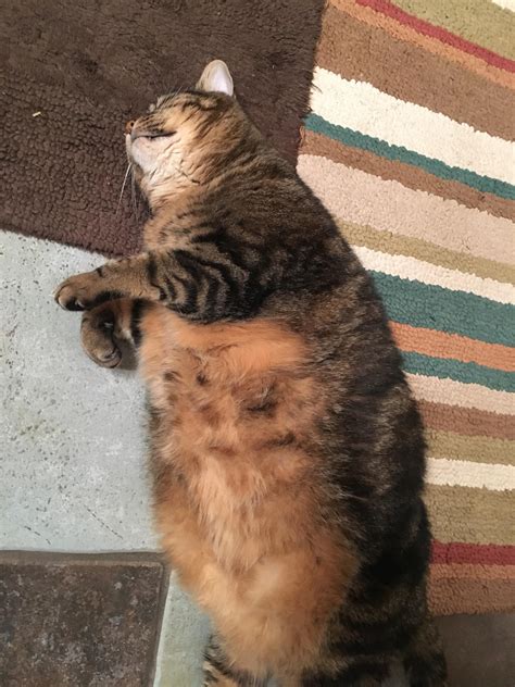 My chubs taking a nap : r/Delightfullychubby
