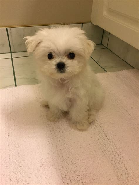 Imagenes De Perritos Tiernos 1