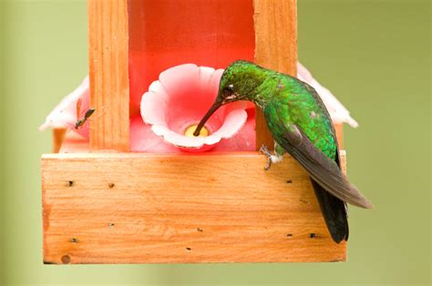 how to keep bees off hummingbird feeder 3