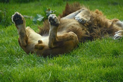 Royalty Free Animal Reproductive Organ Pictures, Images and Stock ...
