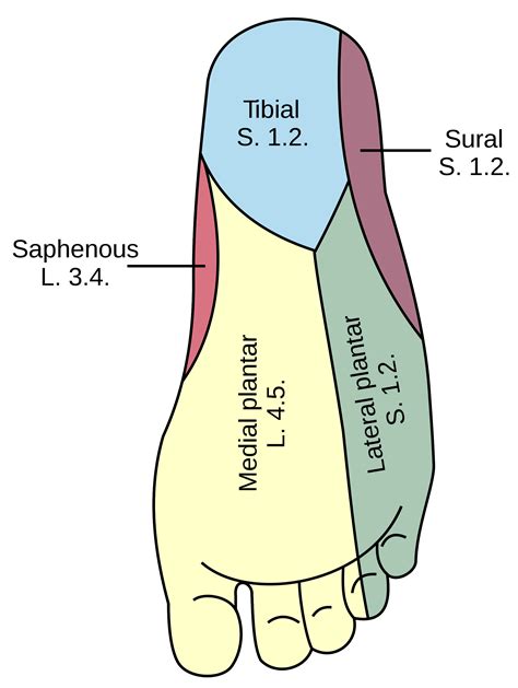 Foot Dermatome Map | Dermatome Map