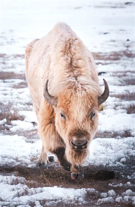 11 White Buffalo Meanings: Native American Symbolism