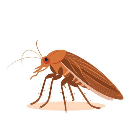 Brown cockroach on a light background exploring its surroundings in a