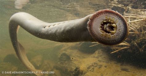 The 10 Most Dangerous Waters in the World | Scary fish, Scary animals ...