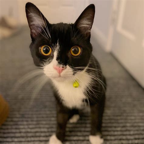 This is my 7month old kitten Rex | Scrolller