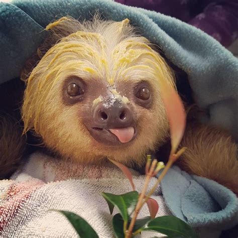 15+ Unbearably Cute Sloth Pics To Celebrate The International Sloth Day ...