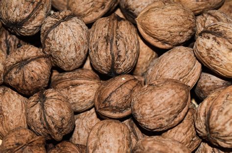 Walnuts Nuts Food - Free photo on Pixabay - Pixabay
