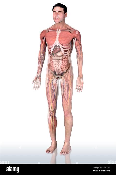 Male anatomy, illustration Stock Photo - Alamy