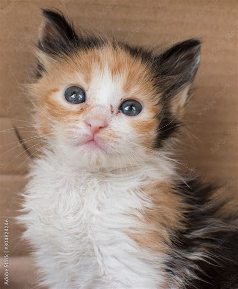 cat stock photo adobe stock