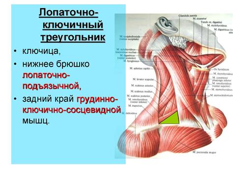 Треугольники шеи: анатомия, топография, схема расположения, границы ...