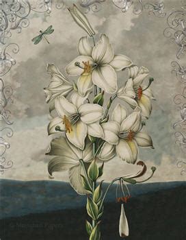 Tulips - X436