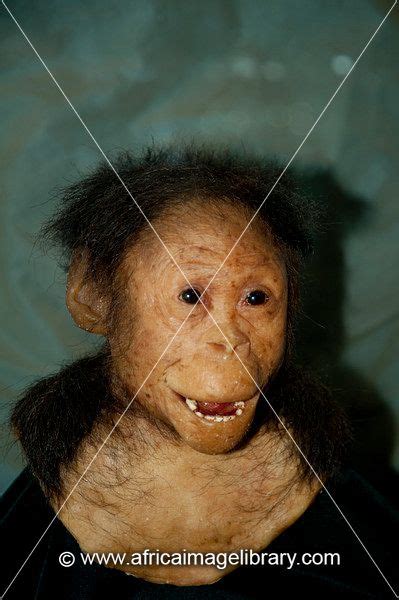 pictures  ardi ardipithecus ramidus replica