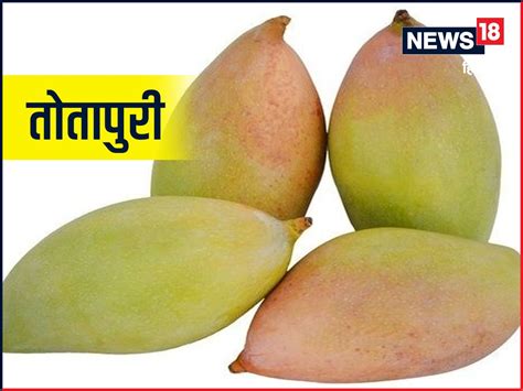types  mango mango varieties   world