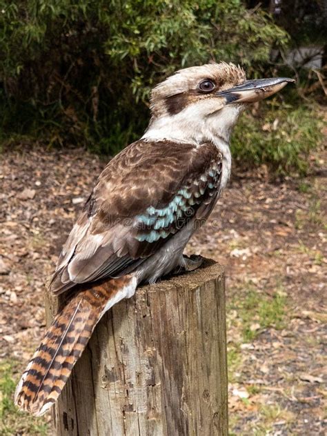 laughing kookaburra  western australia stock photo image  huge