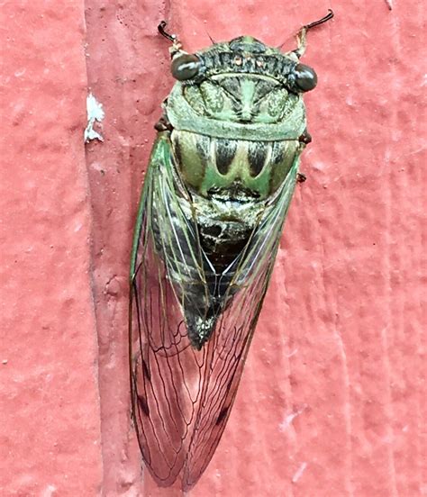 Hear the trees 'screaming'? It's cicada season | West Plains Daily Quill