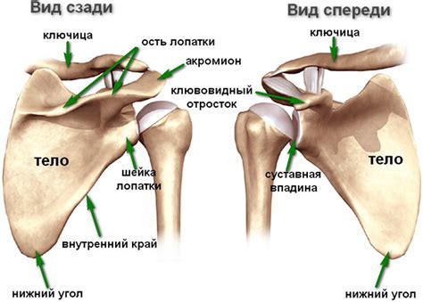 Переломы лопатки - Больница скорой медицинской помощи