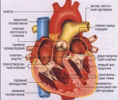 анатомия сердце | Анатомия человека, Учащиеся медучилища, Анатомия и ...