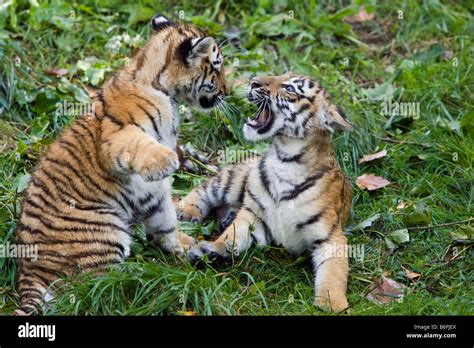 siberian tiger cubs panthera tigris altaica playing siberia asia