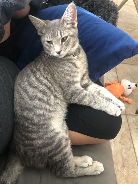 Grey Mackerel Tabby Tabby Genetics Guide – @petermorwood On Tumblr