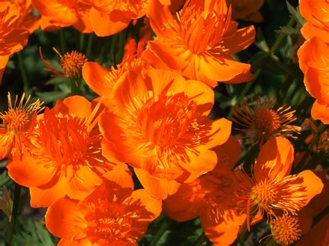 ORANGE GLOBE FLOWER Trollius chinensis – Ferri Seeds