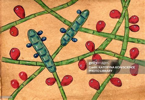 trichophyton rubrum fungi illustration high res vector graphic getty