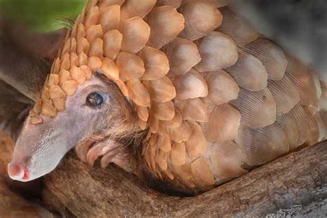 Pangolin Passage: A Guide to Passing the TEAS Test