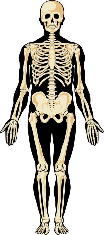 Luuranko. | Biologia, Ihmisen anatomia, Terveystieto