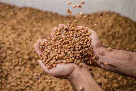 Colombian Coffee Tourism, Brands, and Everything You Need to Know ...