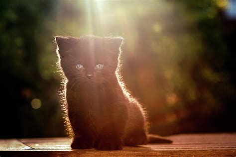 The Cutest Kitten in the World Photograph by Roeselien Raimond - Fine ...