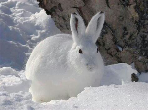 Snow Bunny | Cute animals, Cute little animals, Animals