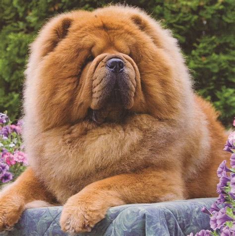 Chow-chow | Dogs and puppies, Dogs, Animal species