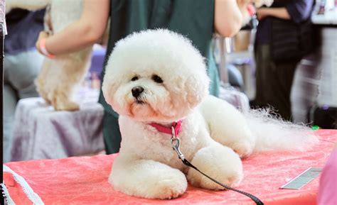 The 5 Best Fluffiest Bichon Frise Haircuts You Must Try - Bouncy Bichon Puppies