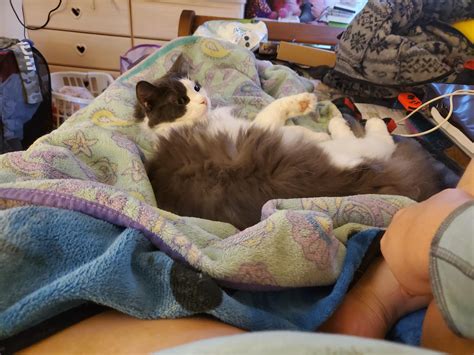 Why do cats like laying in the most inconvenient places? : r/cutepets