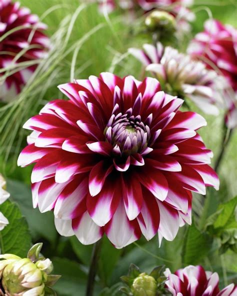 17 Best images about Flowers-Dahlias on Pinterest | Gardens, Flower and ...