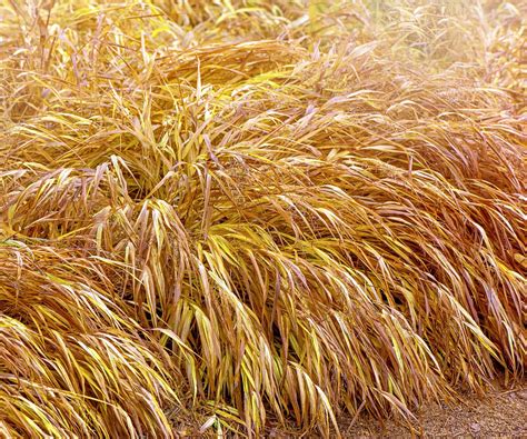 How to grow Japanese forest grass: an easy, shade-loving plant | Homes