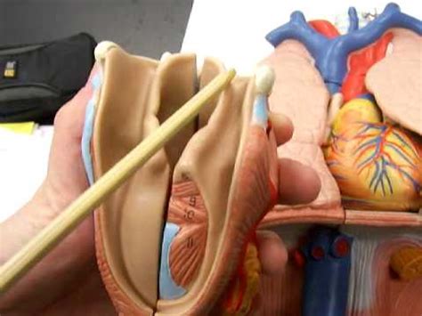9: Epiglottis and Glottis - YouTube