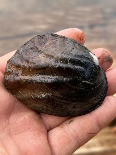 Hutchinson Check List · iNaturalist NZ