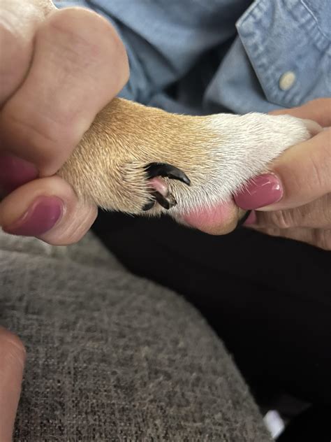 Dog’s nail ripped in half :( : r/vet