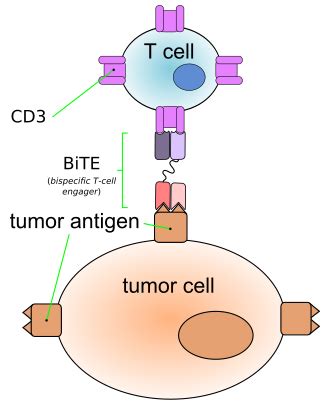 Blinatumomab - Wikipedia
