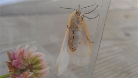 Delicate Cycnia or Dogbane Tiger Moth Cycnia tenera Hübner, 1818