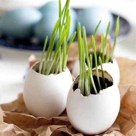 Яичная скорлупа 🐣🐣🐣относится к одним из наиболее простым элементам ...