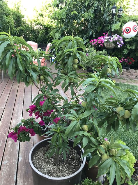 Genetic dwarf peaches and nectarines - General Fruit Growing - Growing