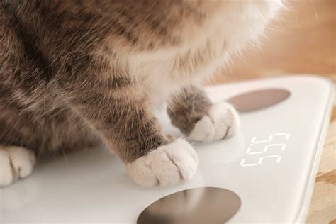 Cat Weight: Whats Considered Healthy? - Hunter Games Magazine