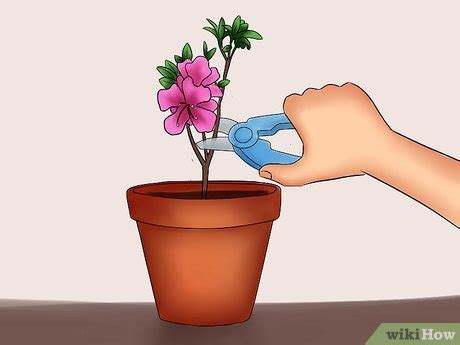 how to care for azaleas