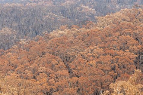 Severely Burnt Eucalyptus Trees after a Bushfire in the Blue Mountains Stock Photo - Image of ...