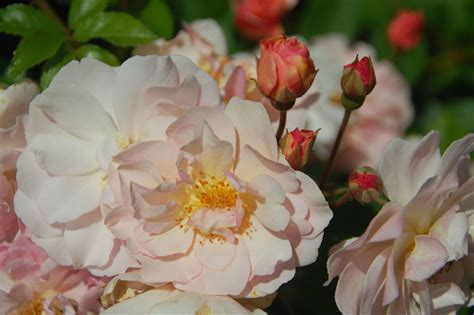 Rose Cornelia