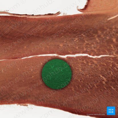 Dentin: Anatomy and function | Kenhub